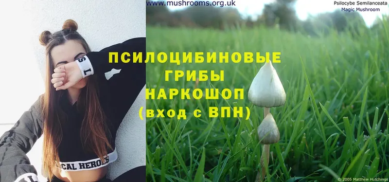 Галлюциногенные грибы Cubensis Анадырь